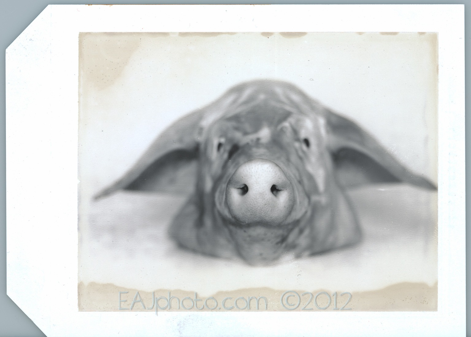 9-pig_head-roid